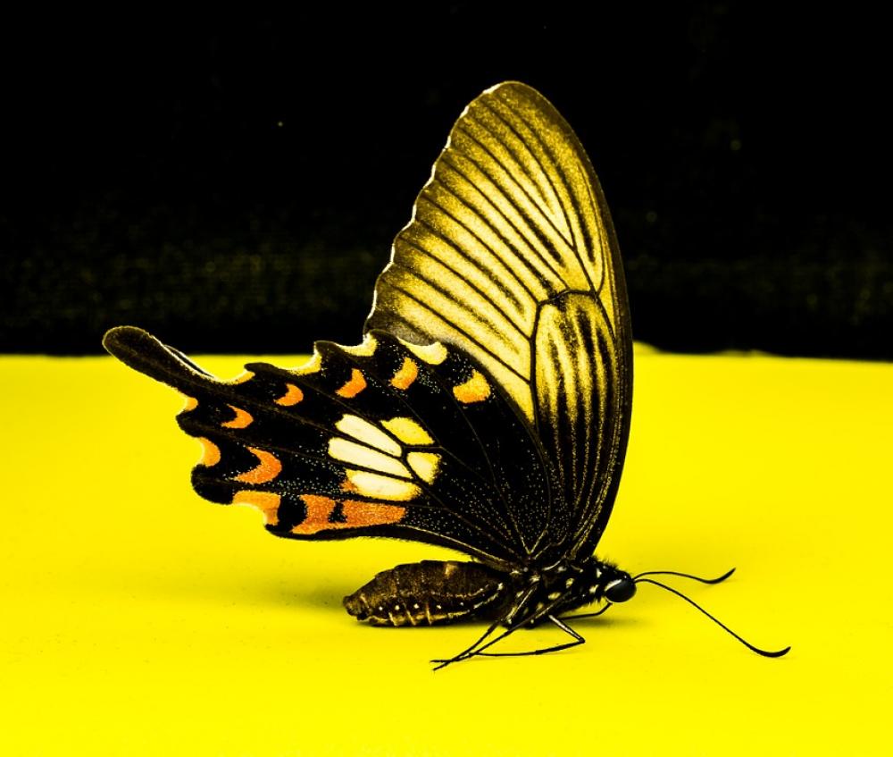 Butterfly Insect Butterfly Insect