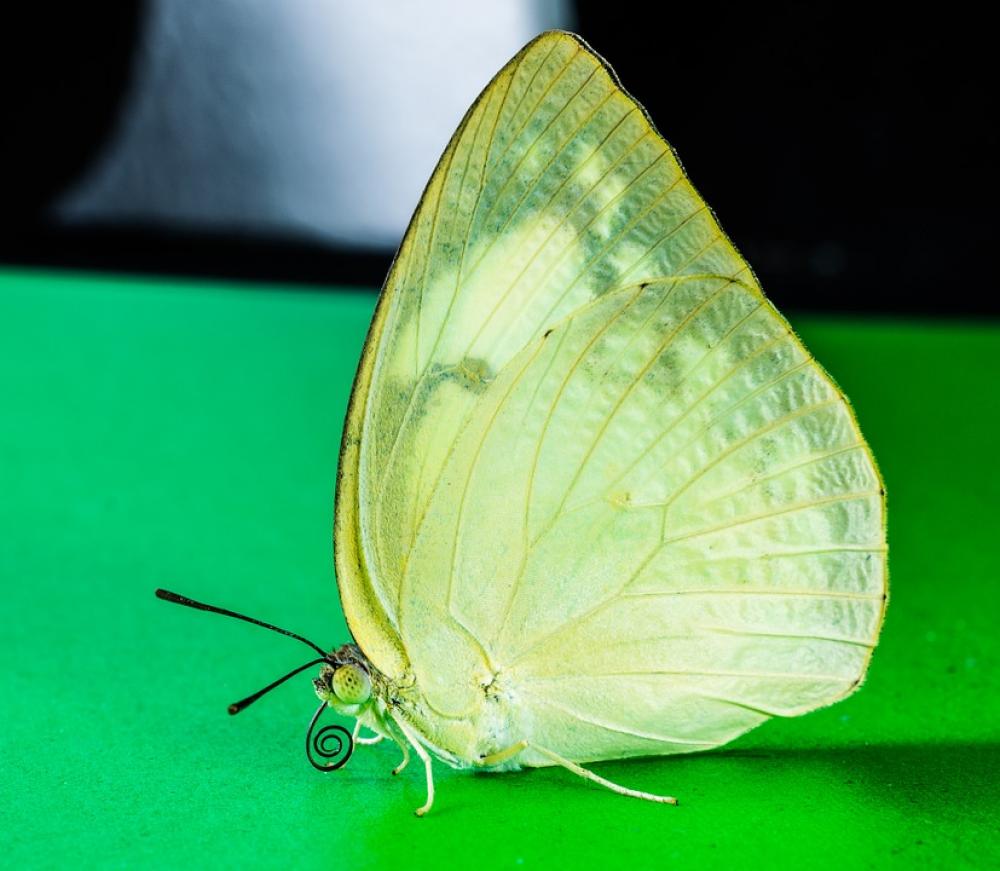 Butterfly Insect Butterfly Insect