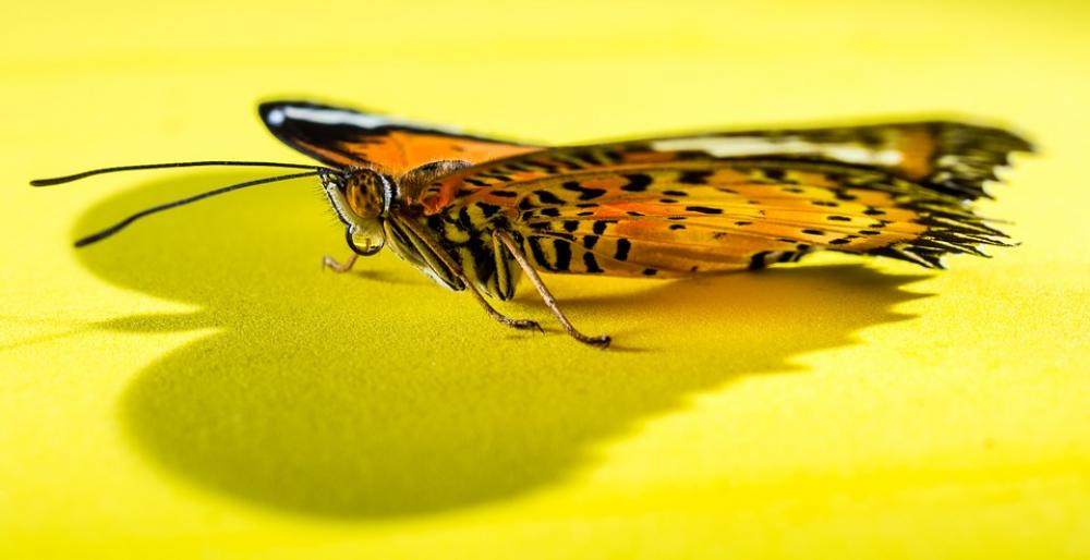 Butterfly Insect Butterfly Insect