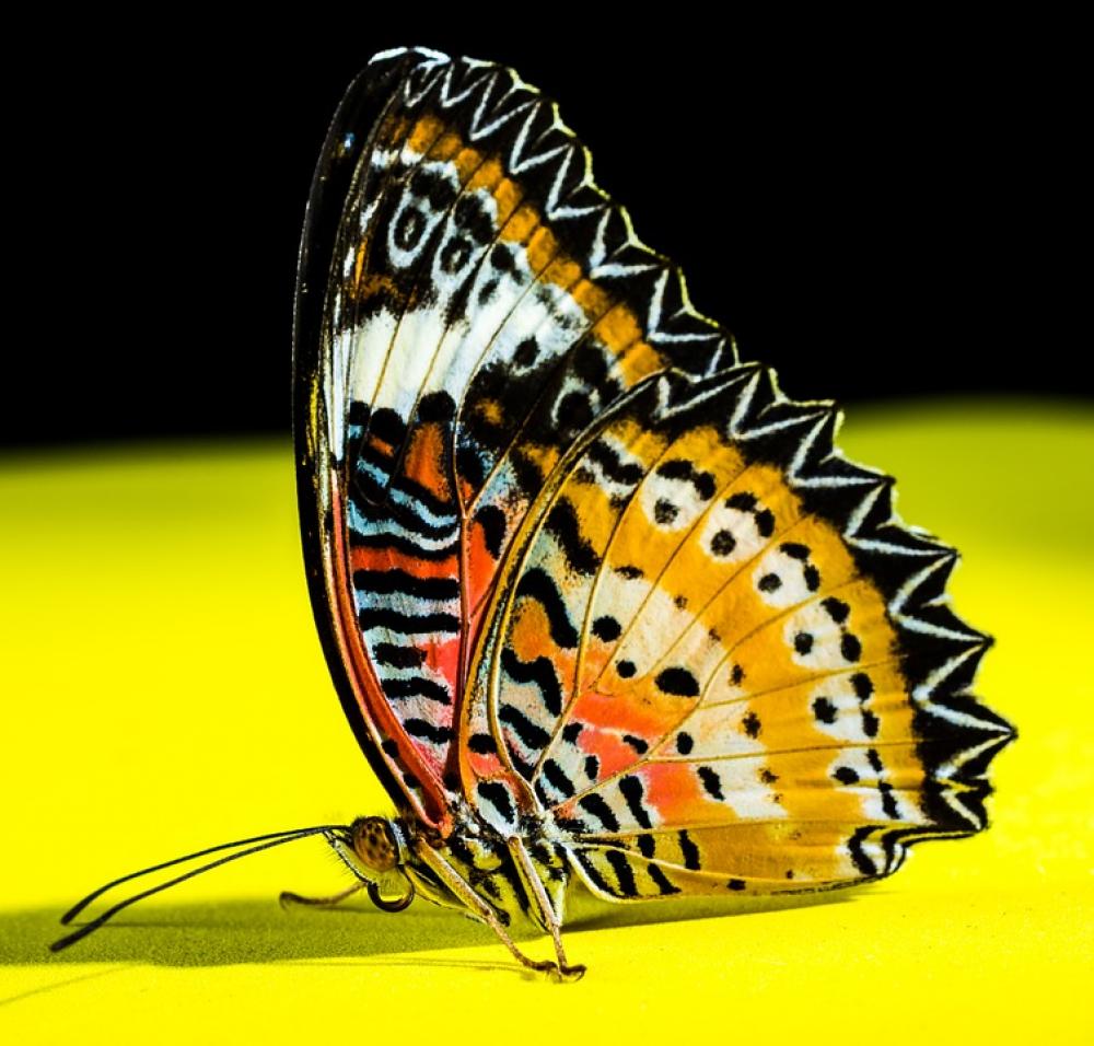 Butterfly Insect Butterfly Insect