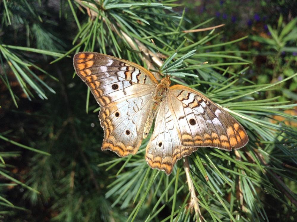 Butterfly Wings Pretty Butterfly Wings Pretty
