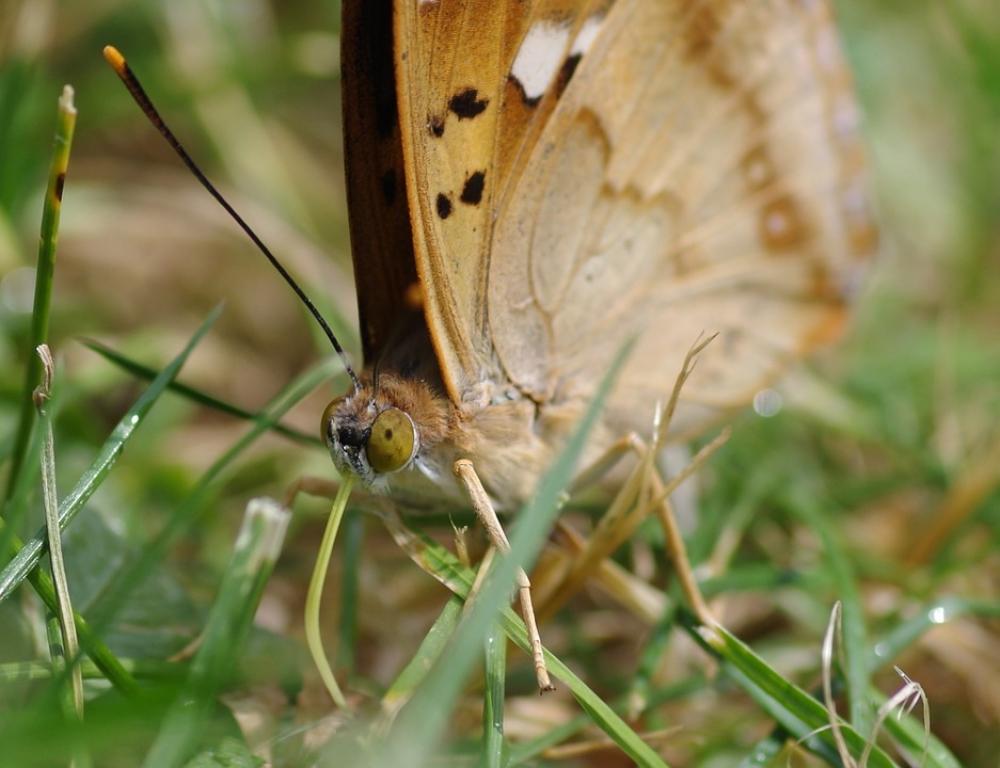 Butterfly Lesser Purple Emperor Summer Garden Butterfly Lesser Purple Emperor Summer Garden