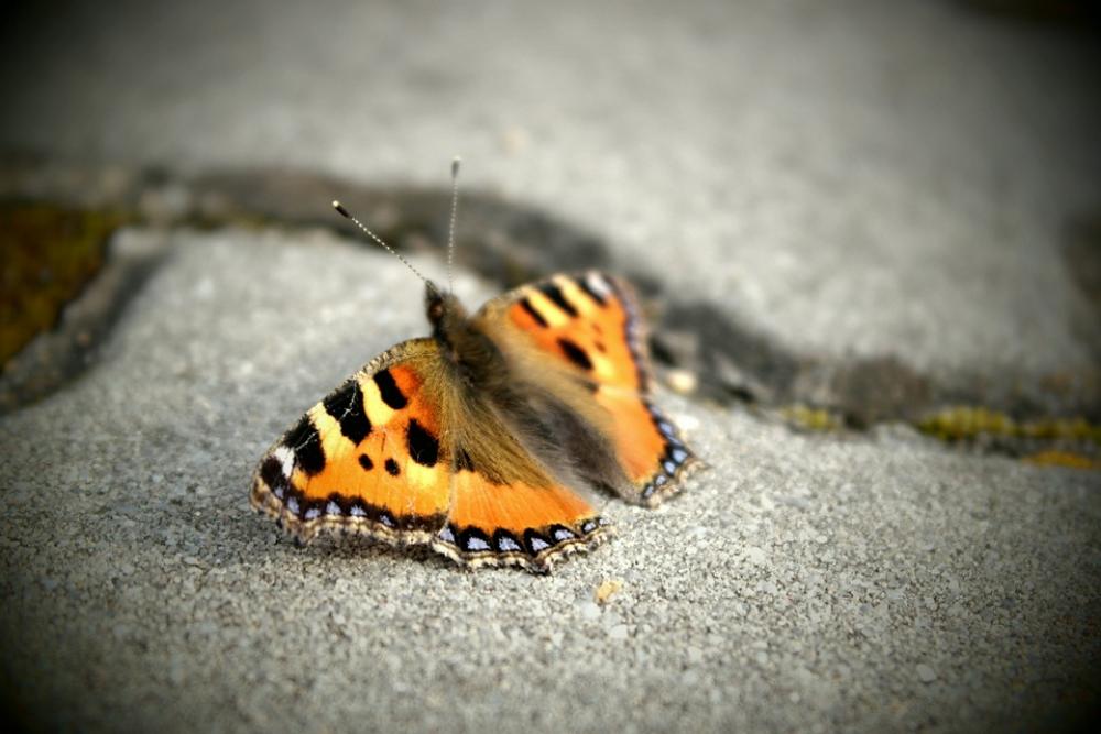 Butterfly Wings Insect Coloring Path Butterfly Wings Insect Coloring Path
