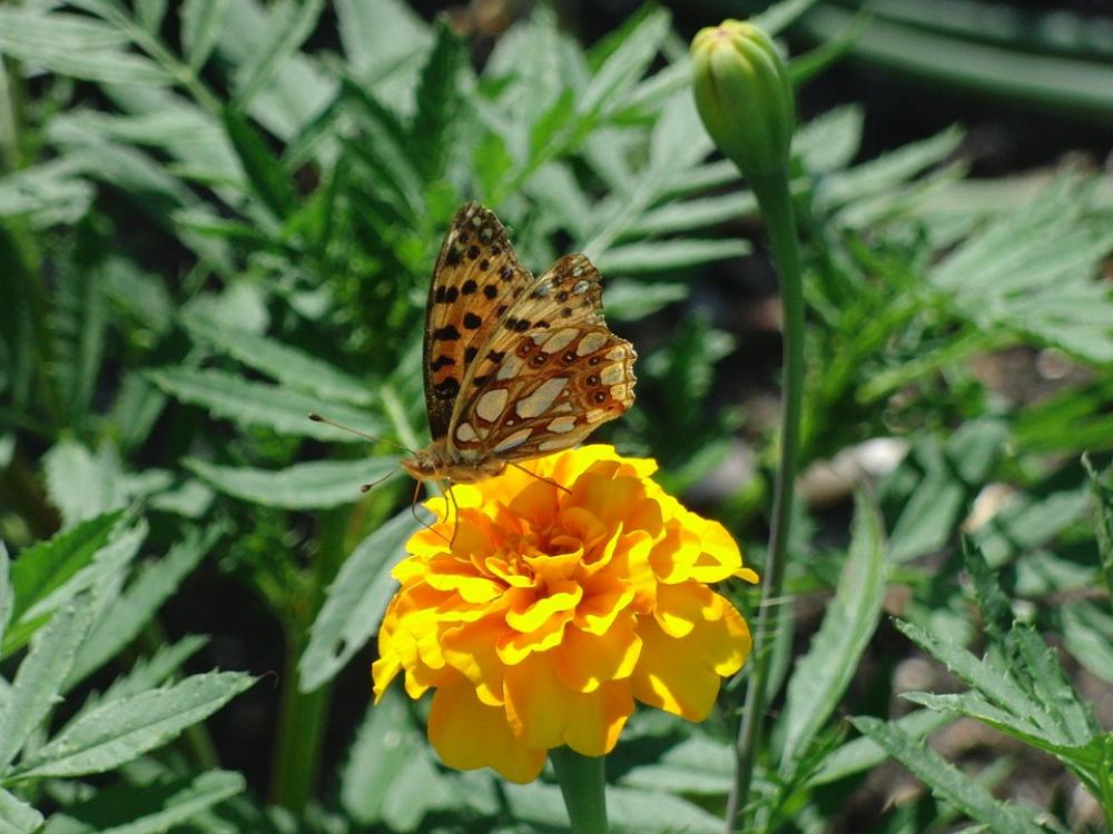 Butterfly Nature Insect Animal Blossom Bloom Butterfly Nature Insect Animal Blossom Bloom