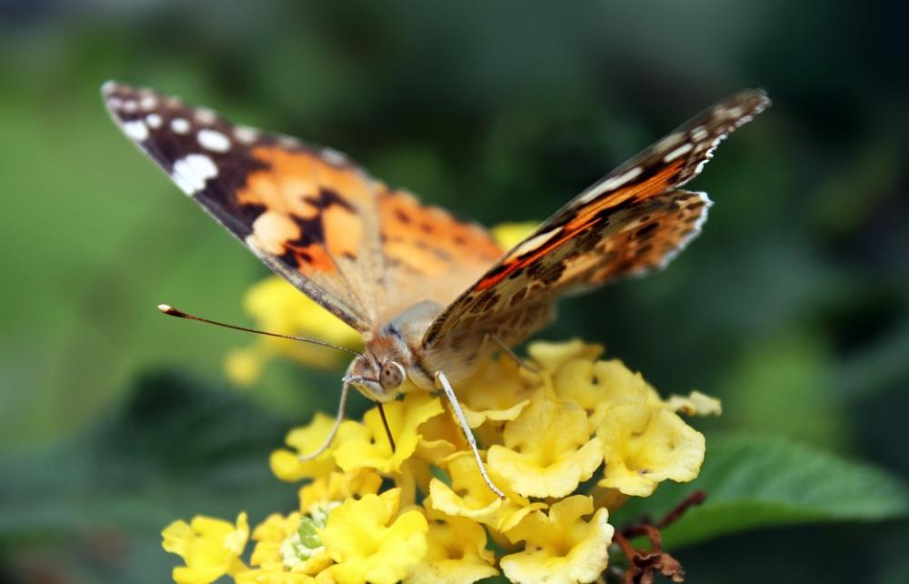 Butterfly Insect Nature Flowers Butterfly Insect Nature Flowers
