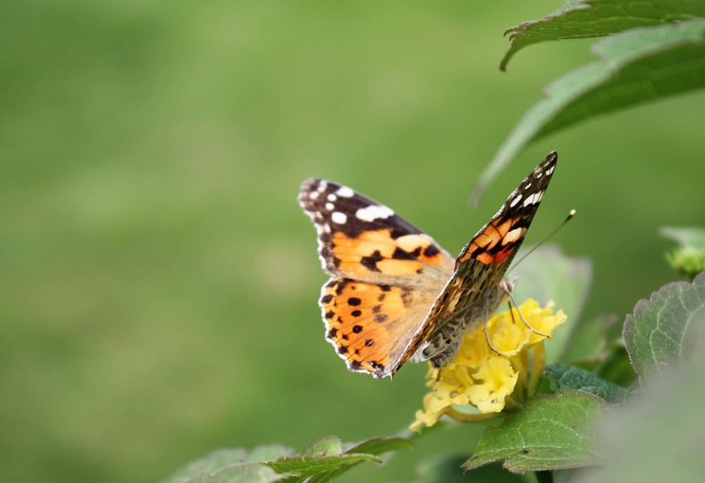 Butterfly Insect Nature Flowers Butterfly Insect Nature Flowers