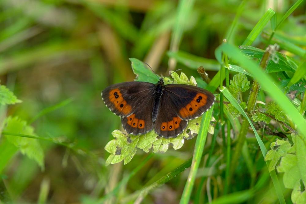 Butterfly Color Insect Nature Colorful Wing Plant Butterfly Color Insect Nature Colorful Wing Plant