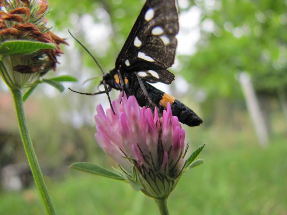 Butterfly Flower Purple Nature Sheer Macro Winged Butterfly Flower Purple Nature Sheer Macro Winged