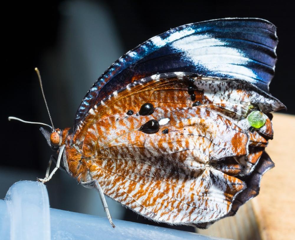 Butterfly Just Hatched Insect Close Up Butterfly Just Hatched Insect Close Up