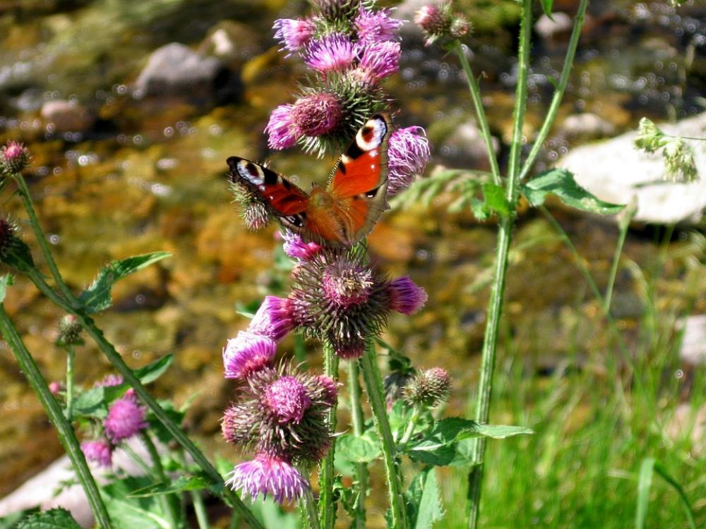 Butterfly River Flower Butterfly River Flower