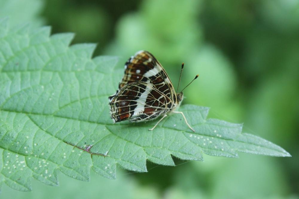 Butterfly Insect Nature Animals Butterfly Insect Nature Animals