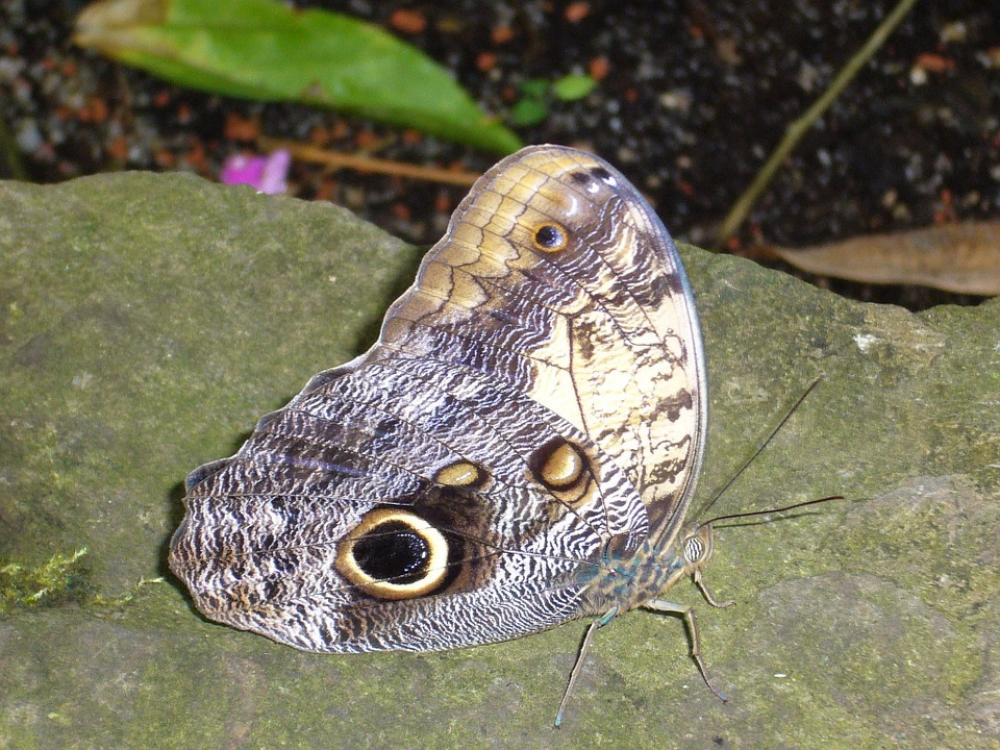 Butterfly Violet Stone Butterflies Nature Butterfly Violet Stone Butterflies Nature