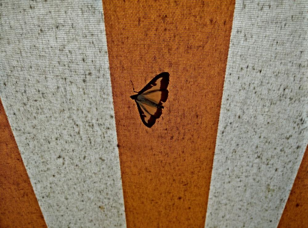 Butterfly Motte Awning Curtain Fabric Butterfly Motte Awning Curtain Fabric