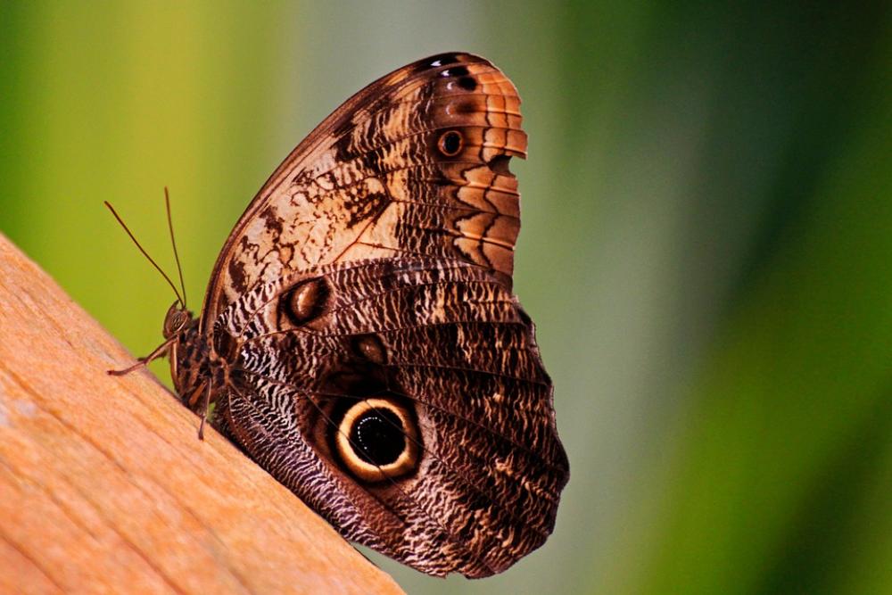 Butterfly Nature Macro Beauty Animals Colored Butterfly Nature Macro Beauty Animals Colored