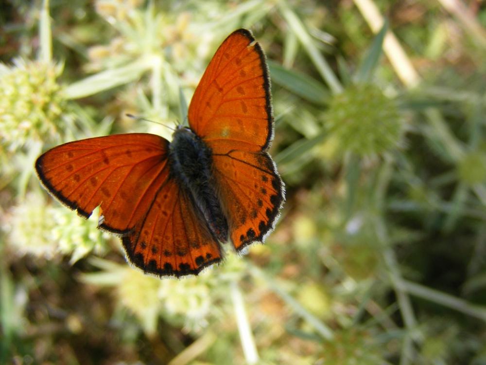 Butterfly Red Insecta Grass Flower Green Nature Butterfly Red Insecta Grass Flower Green Nature