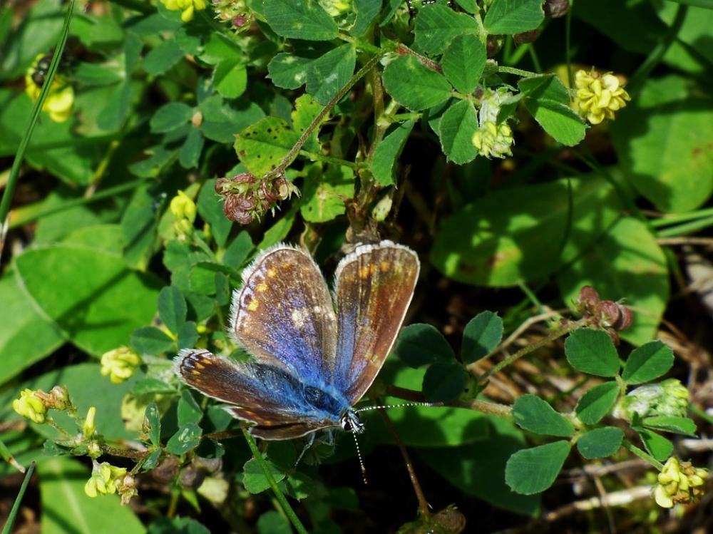Butterfly Blue Butterfly Bug Butterfly Blue Butterfly Bug