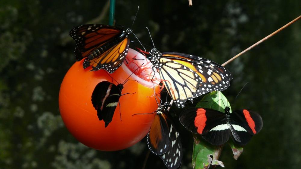 Butterfly Monarch Vancouver Aquarium Butterfly Monarch Vancouver Aquarium