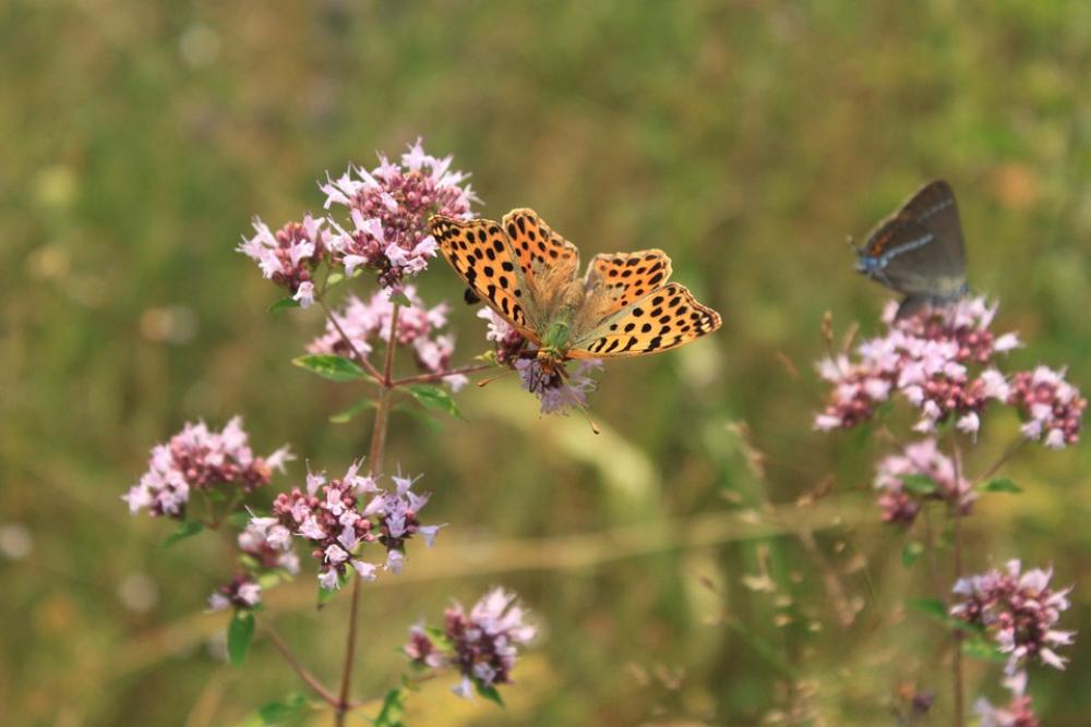 Butterfly Fritillary Gorj Issoria Lathonia Butterfly Fritillary Gorj Issoria Lathonia