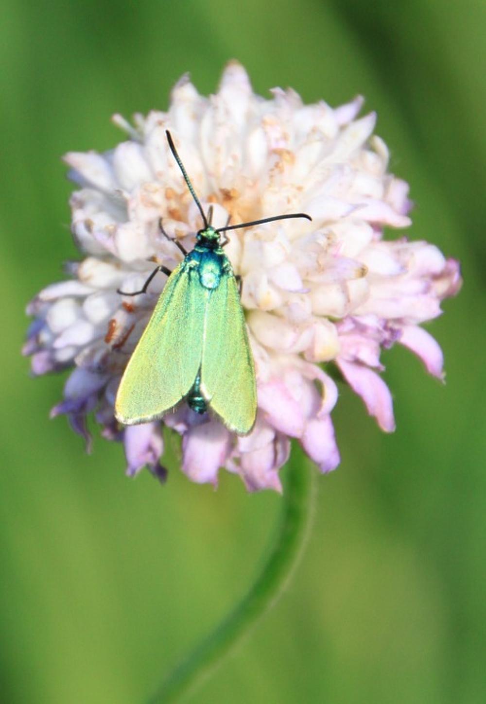 Butterfly Green Metallic Reflection Wings Insects Butterfly Green Metallic Reflection Wings Insects