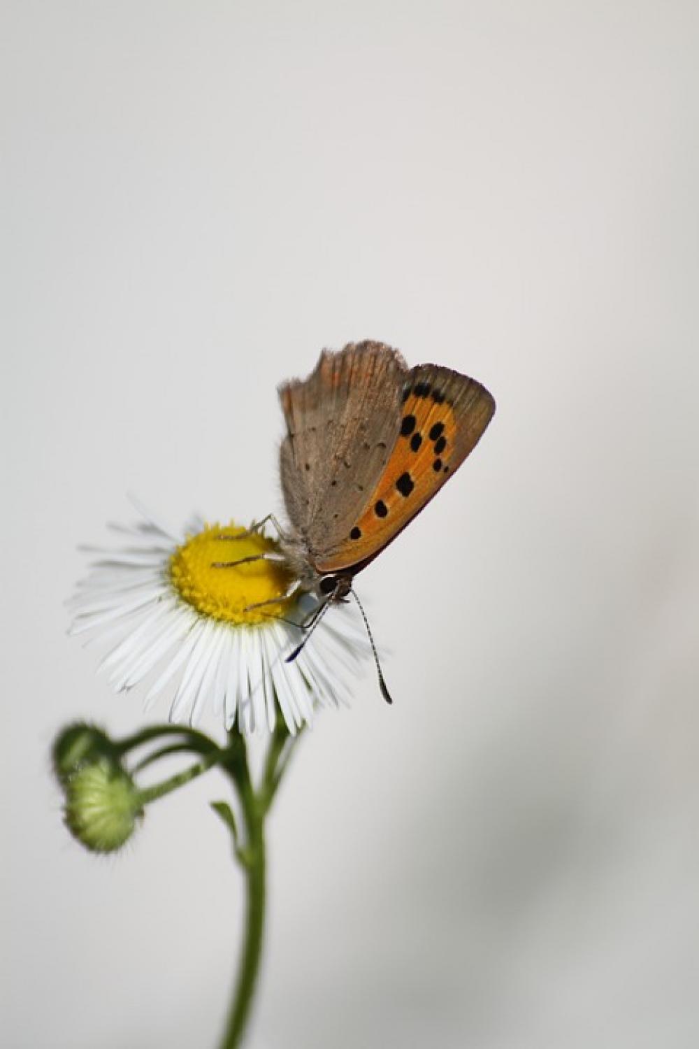 Butterfly Macro Insects Butterfly Macro Insects