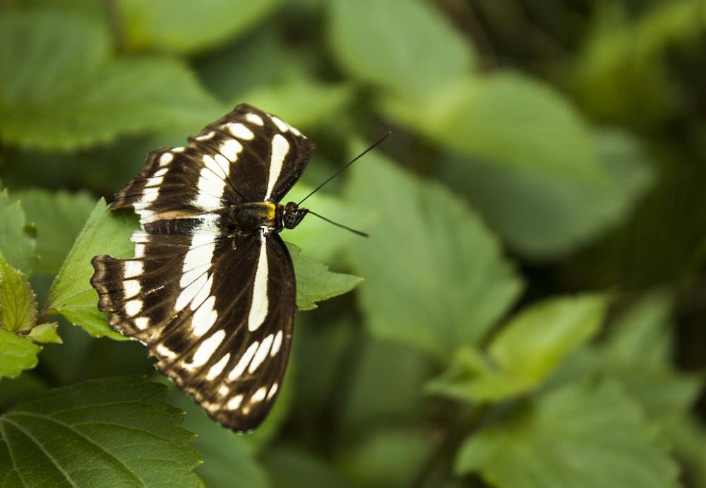 Butterfly Green Leaves Nature Insect Wing Macro Butterfly Green Leaves Nature Insect Wing Macro