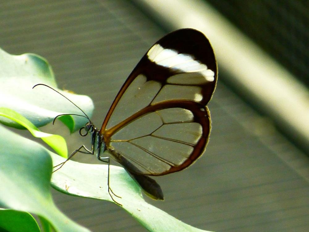 Butterfly Flying Colorful Insect Tender Butterfly Flying Colorful Insect Tender