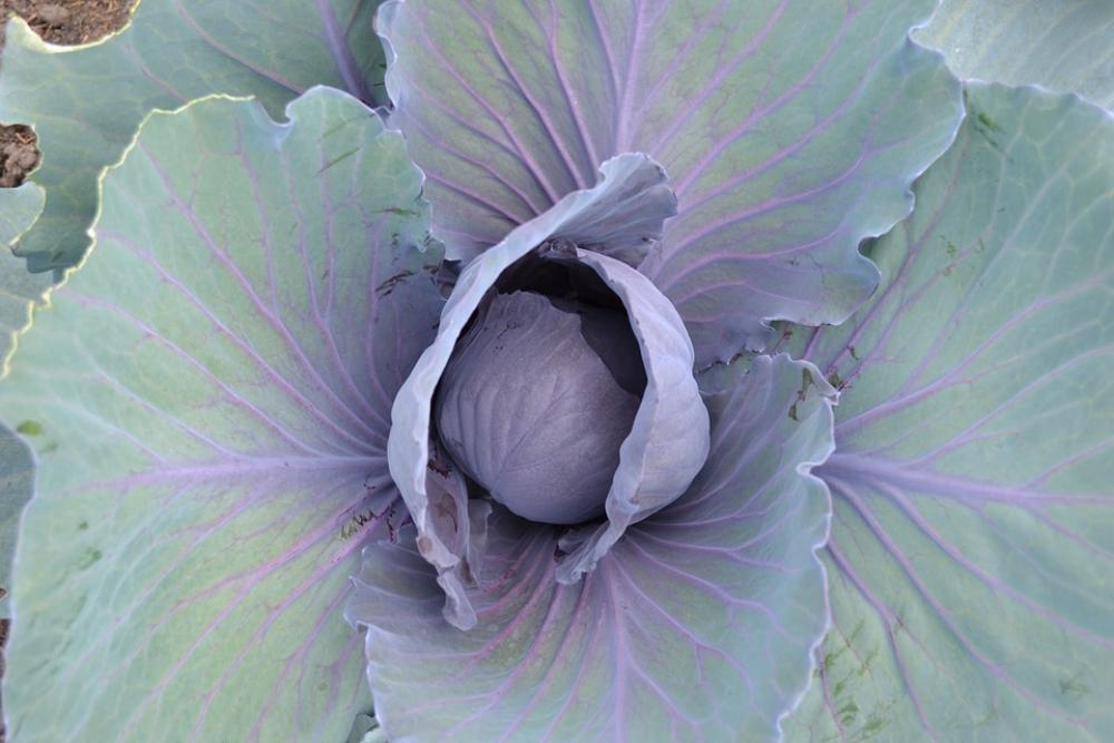 Cabbage Horticulture Kitchen Garden Cabbage Horticulture Kitchen Garden
