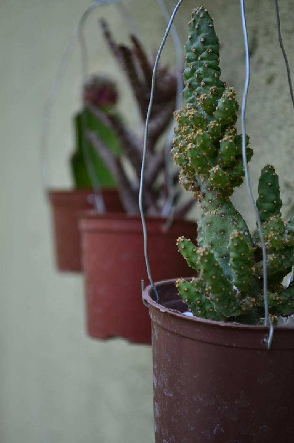 Cacti Green Garden Plant Cacti Green Garden Plant