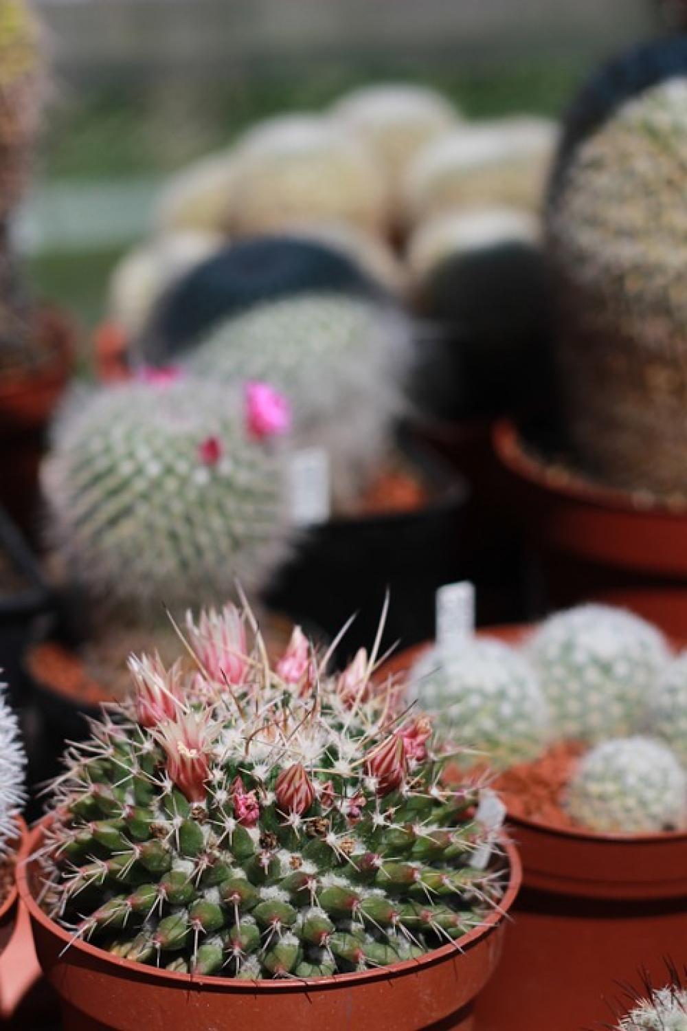 Cacti Spines Flowers Cacti Spines Flowers