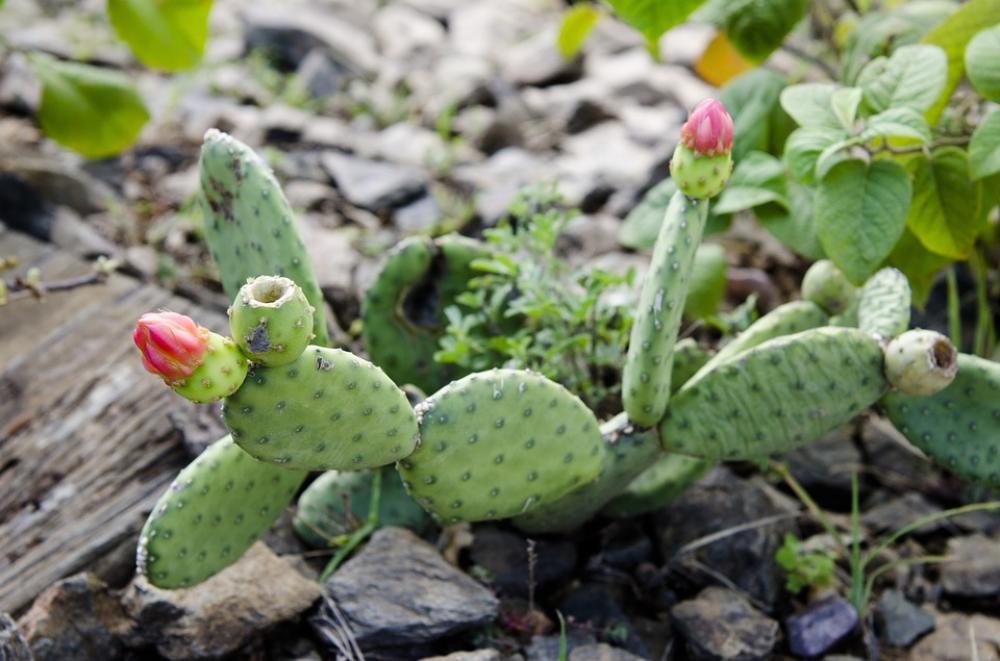 Cacti Thorny Plant Cactus Flower Cacti Thorny Plant Cactus Flower