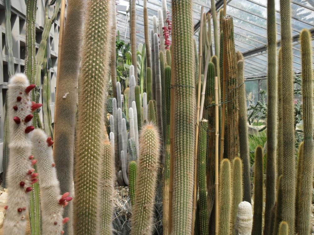 Cactus Many Greenhouse Long High Cactus Many Greenhouse Long High