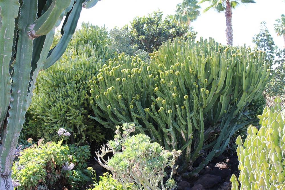 Cactus Desert Landscape Blue Sky Africa Cactus Desert Landscape Blue Sky Africa