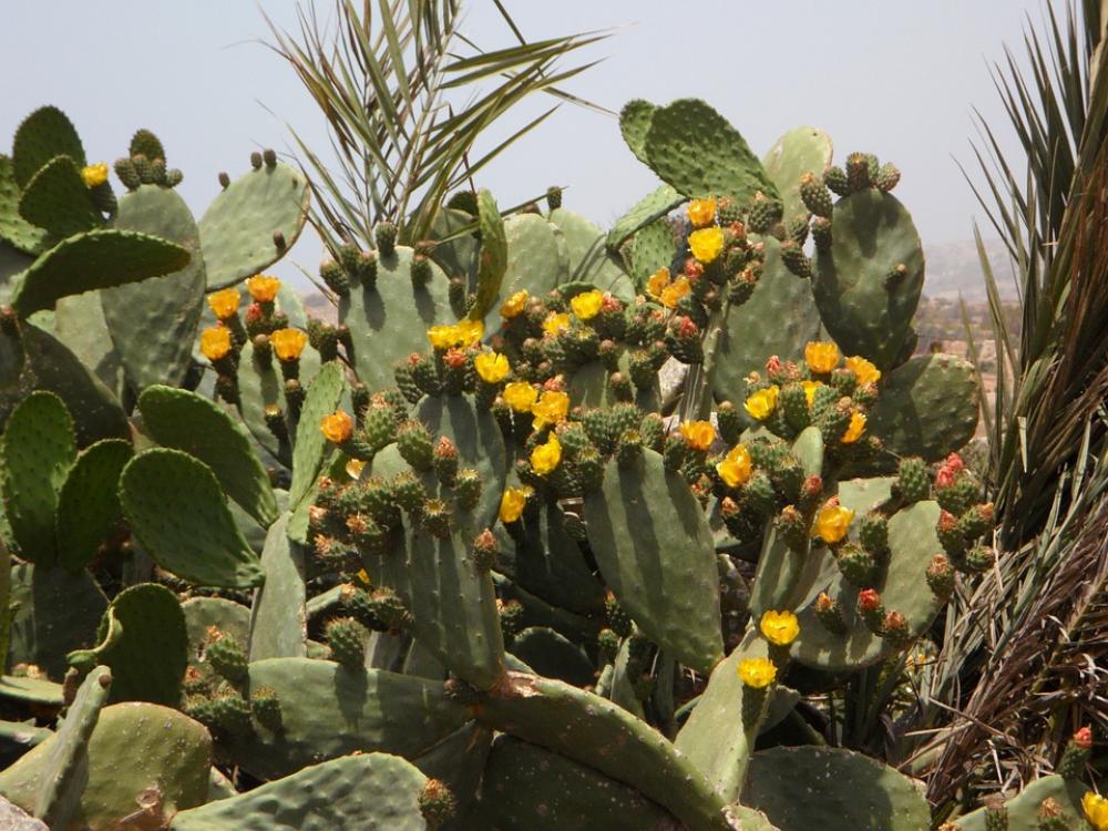 Cactus Bloom Nature Cactus Flower Yellow Cactus Bloom Nature Cactus Flower Yellow