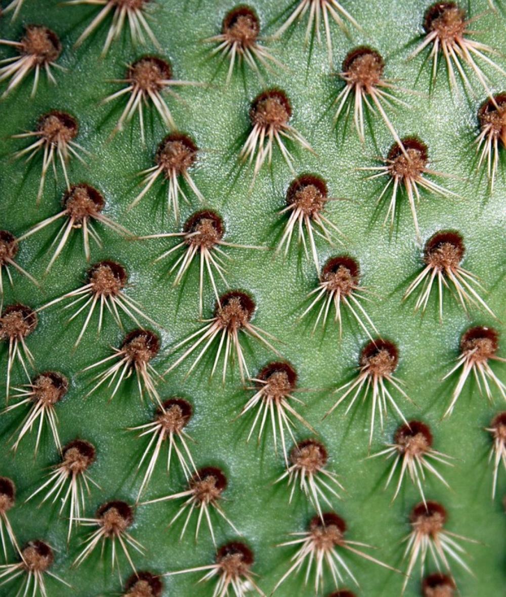 Cactus Plant Green Nature Spikes Thorns Cactus Plant Green Nature Spikes Thorns