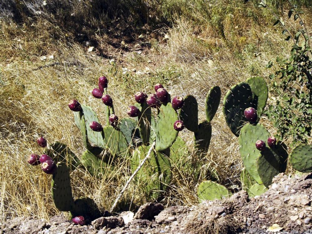 Cactus Nature Wild Plant Desert Hot Dry Arizona Cactus Nature Wild Plant Desert Hot Dry Arizona