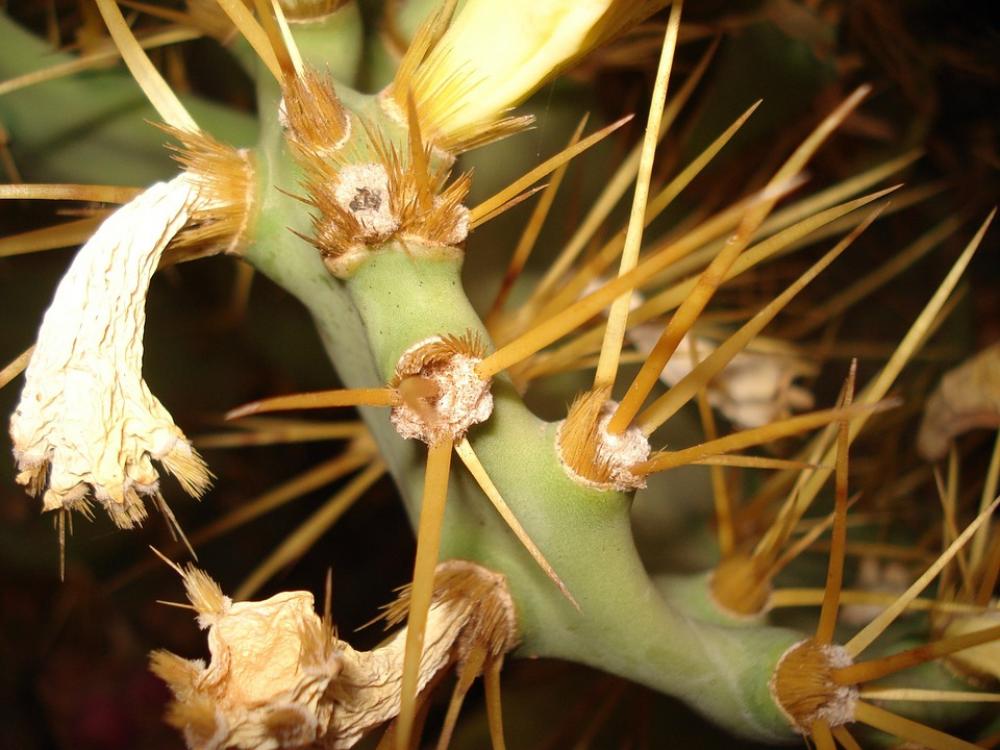 Cactus Flower Arizona Plant Desert Cactus Flower Arizona Plant Desert