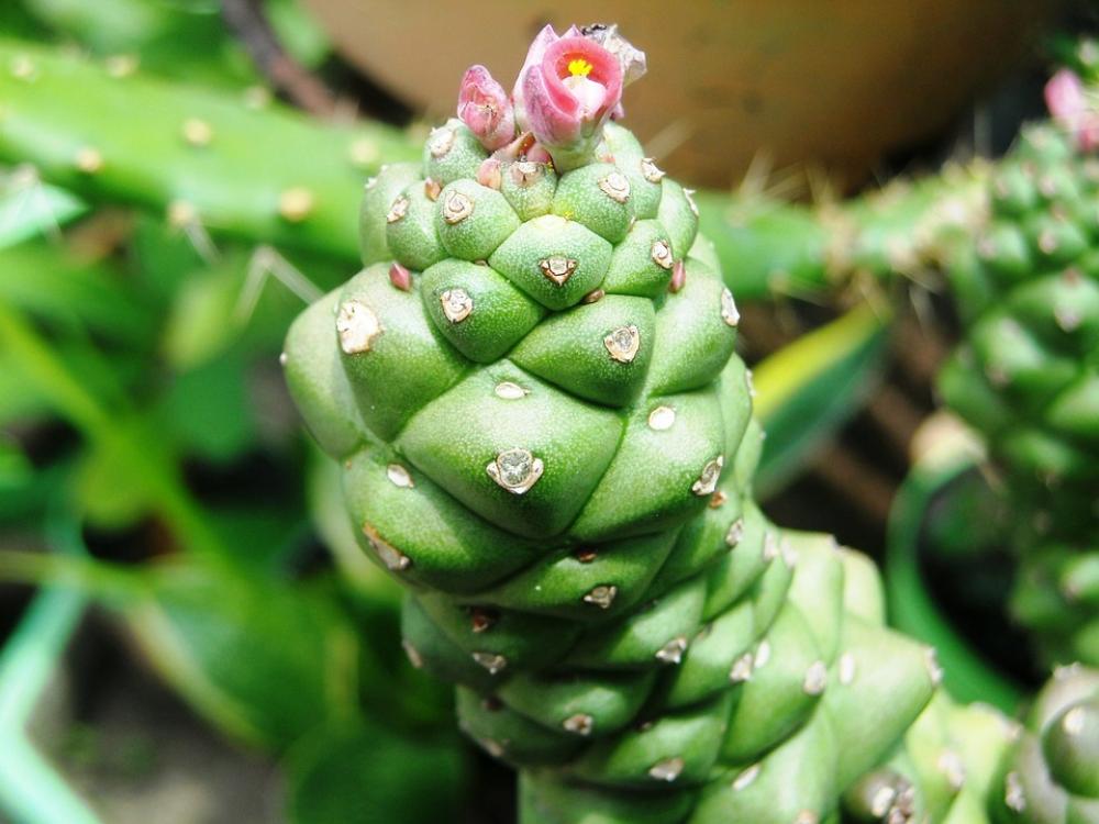 Cactus Green Flowers Red Young Cactus Green Flowers Red Young