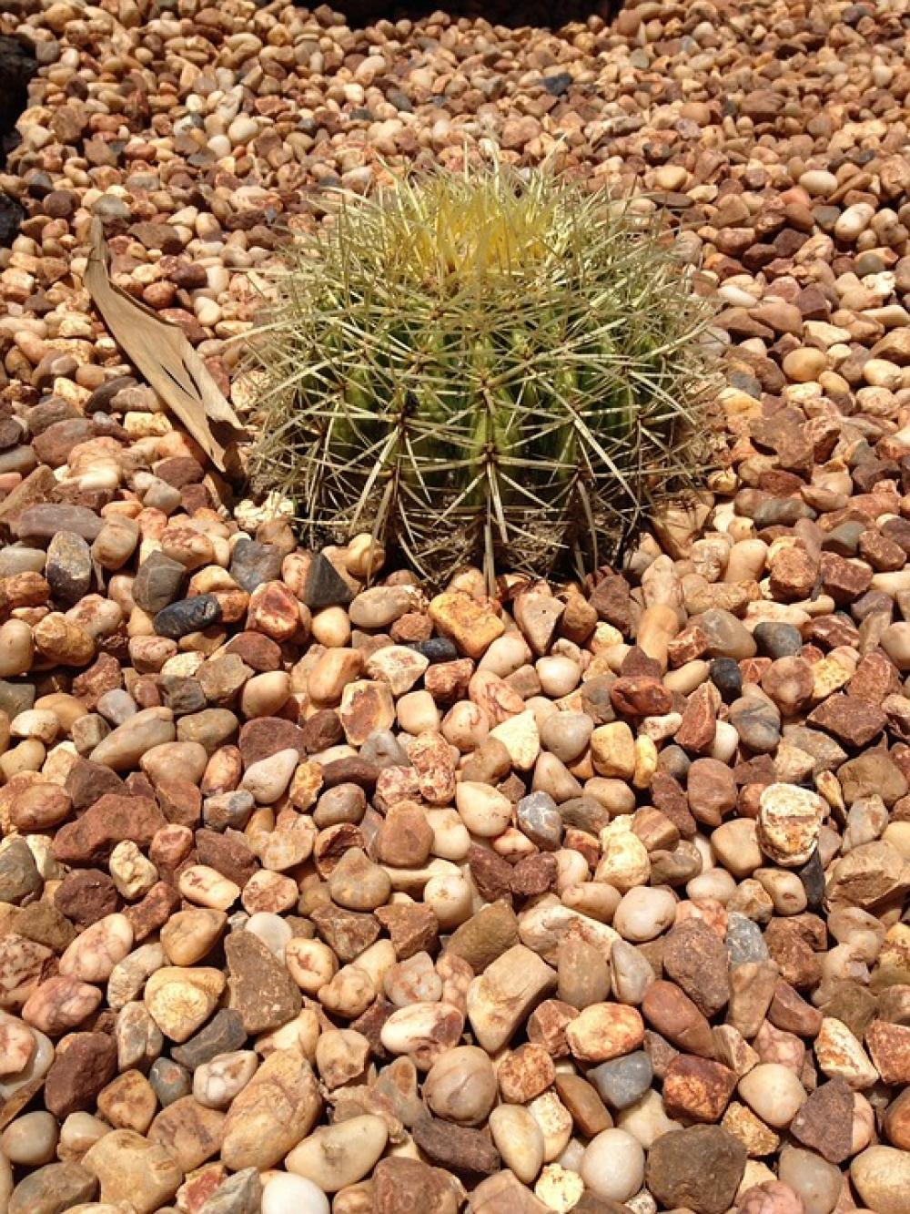Cactus Plant Desert Cacti Botanical Summer Spike Cactus Plant Desert Cacti Botanical Summer Spike