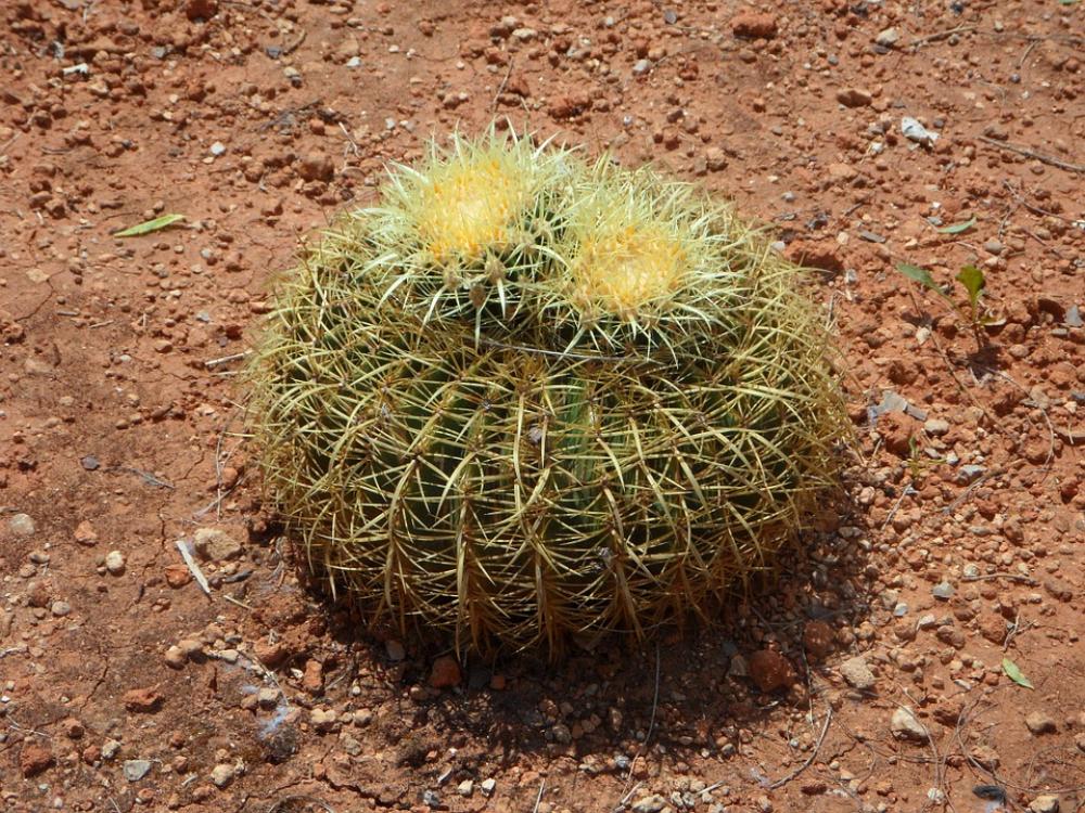 Cactus Ball Cactus Cactus Greenhouse Green Spur Cactus Ball Cactus Cactus Greenhouse Green Spur