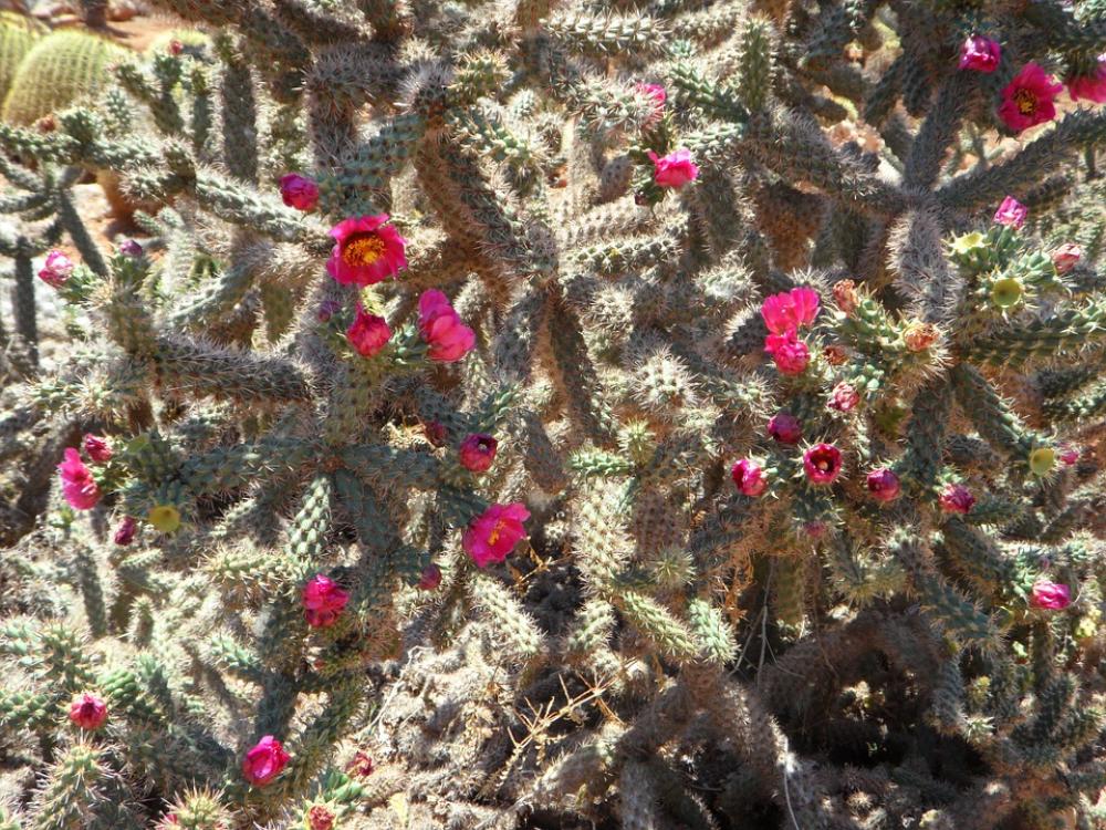 Cactus Cactus Blossom Bloom Flowers Pink Cactus Cactus Blossom Bloom Flowers Pink