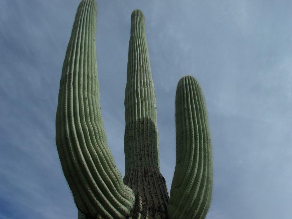 Cactus Tall Desert Nature Plant Arizona Sky Cactus Tall Desert Nature Plant Arizona Sky