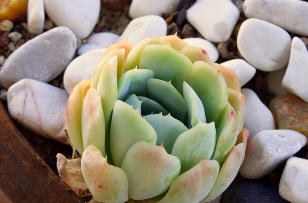 Cactus Nature Zen Cactus Nature Zen