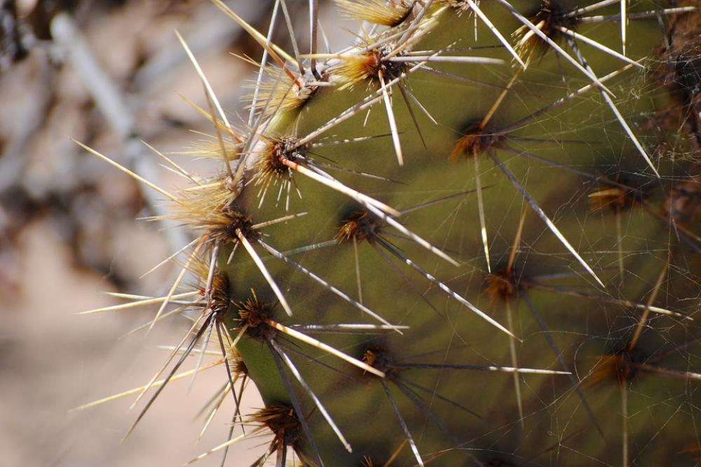 Cactus Torrey Pines Spikes Cactus Torrey Pines Spikes