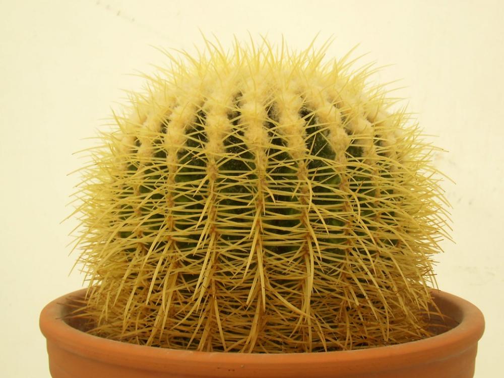 Cactus Plant Green Beautiful Nature Botanical Cactus Plant Green Beautiful Nature Botanical