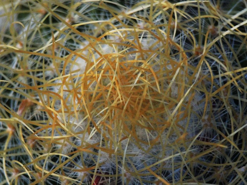 Cactus Sting Prickly Cactus Sting Prickly
