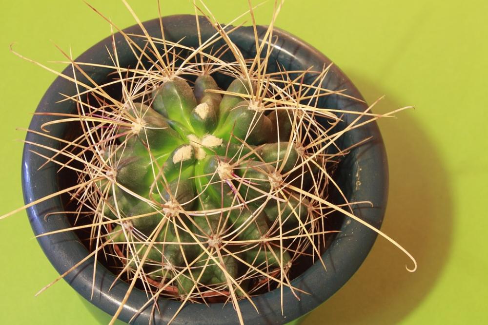 Cactus Plant Thorns Nature Close Up Cactus Plant Thorns Nature Close Up