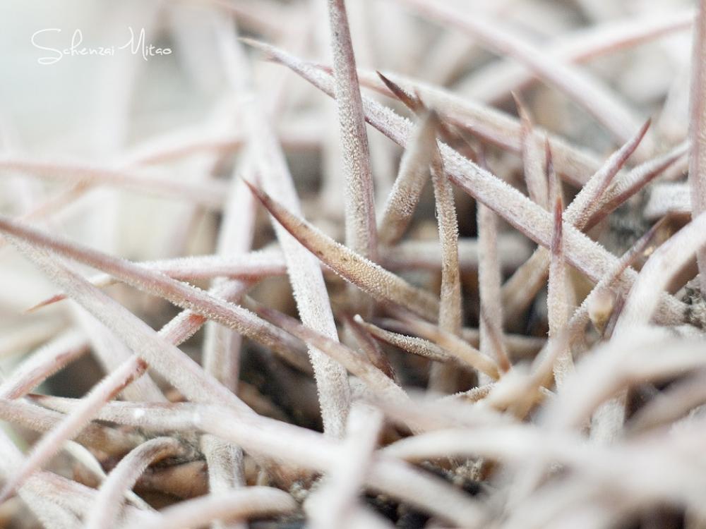 Cactus White Light Morning Detail Spines Cactus White Light Morning Detail Spines