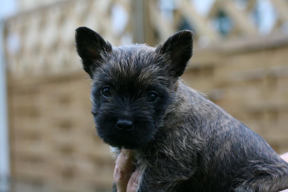 Cairn Terriers Dog Puppy Cairn Terriers Dog Puppy
