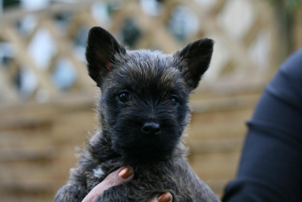 Cairn Terriers Dog Puppy Cairn Terriers Dog Puppy