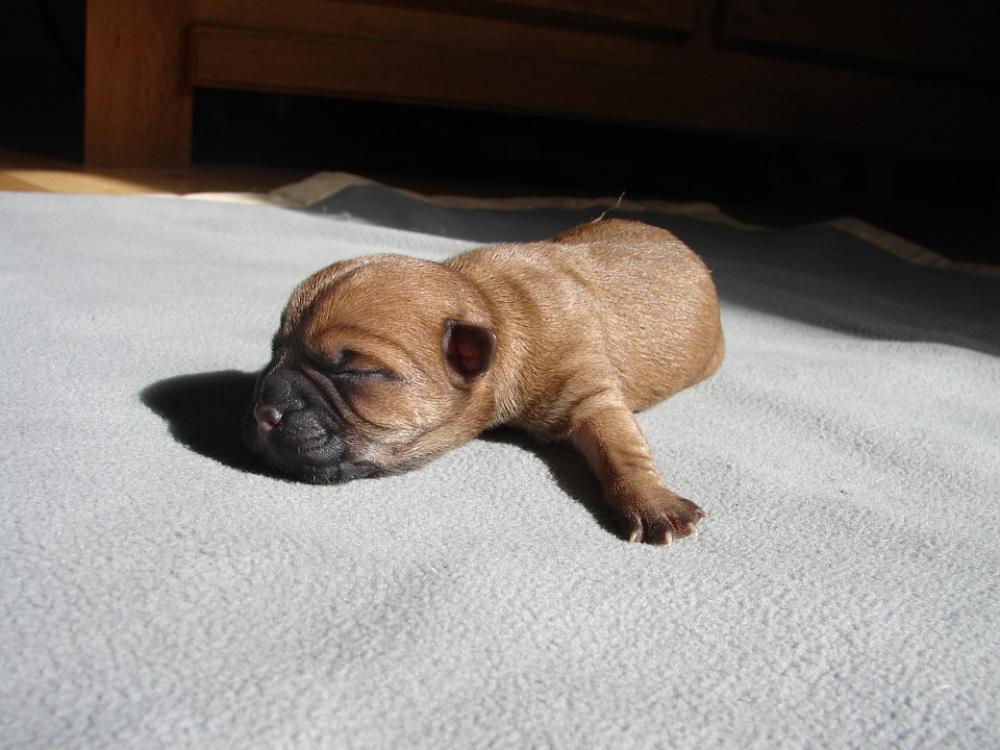 Cairn Terriers Dog Puppy Cairn Terriers Dog Puppy